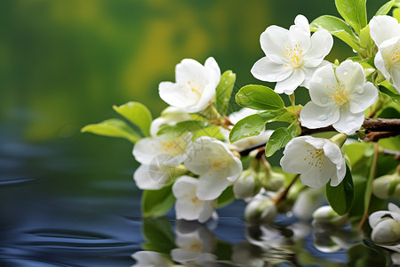 一束茉莉花水面上浮着一束白色的花朵背景