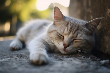 瞌睡中的可爱猫咪背景图片