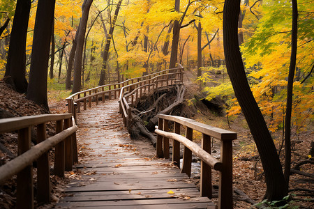 公园的木桥木桥栈道高清图片