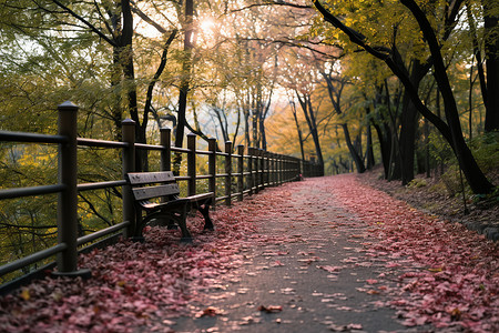秋日林间的风景背景图片