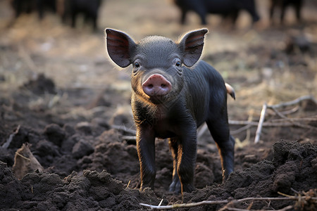 农场可爱的小猪图片