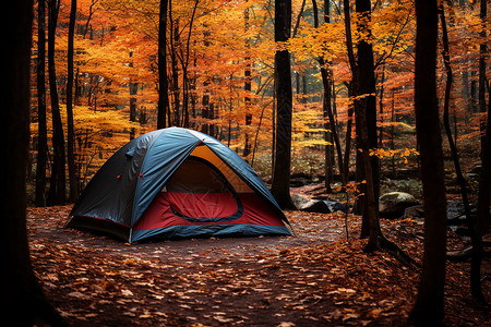 秋林中的野营帐篷图片