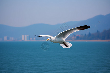 湖面海鸥翱翔背景图片