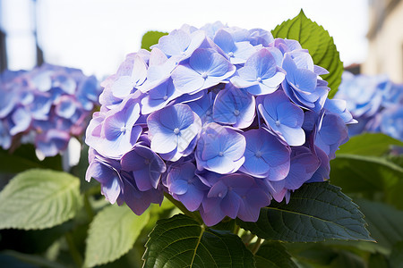 夏日紫色绣球花背景图片