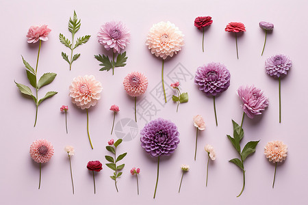 绽放的花卉野生花卉紫罗兰高清图片