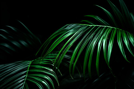 棕榈绿叶背景图片