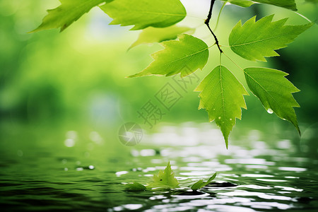 绿叶滴水背景图片