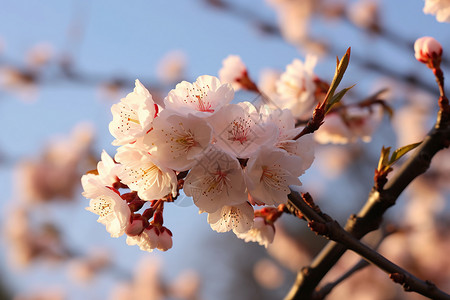 蓝天下的盛开的桃花背景图片