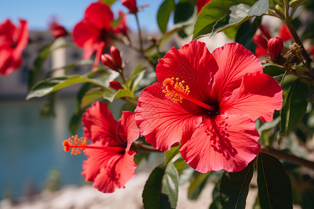 盛夏的红色花朵背景图片