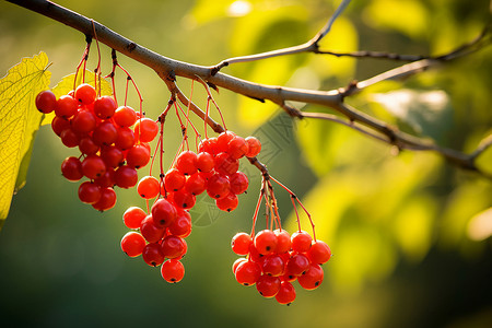 果子绿叶边框枝头挂满红浆果背景