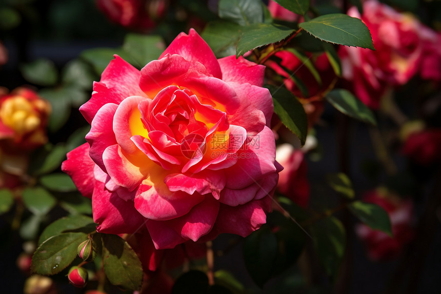 花园中的美丽玫瑰图片