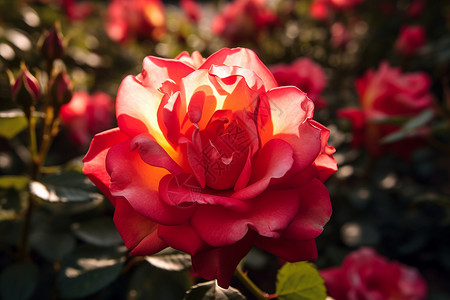 阳光下的玫瑰花背景图片