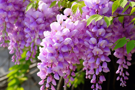 花园里的紫藤花背景图片