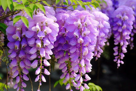 美丽的紫藤花背景图片