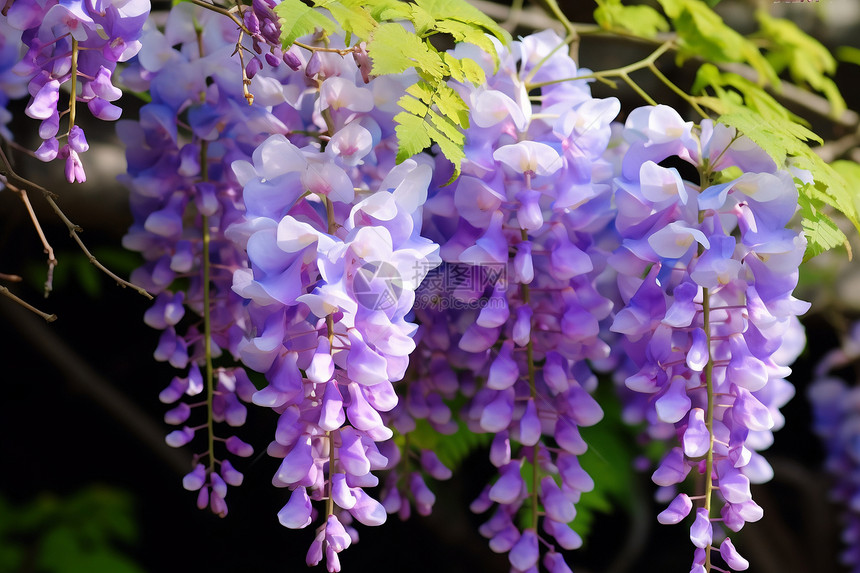 盛放的紫藤图片
