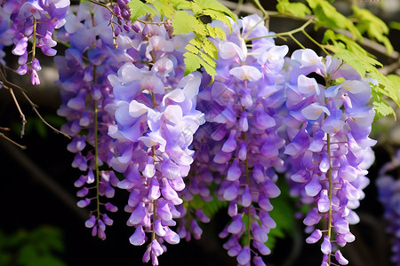 盛放的紫藤背景图片