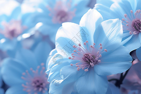 一束蓝色的花朵背景图片