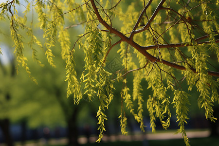 公园中的夏日树枝背景图片