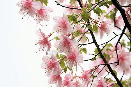 树枝上的粉色花朵背景图片