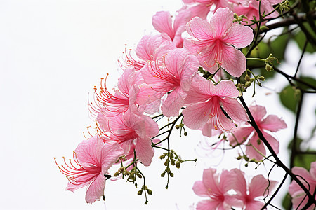 粉色花朵枝头绽放背景图片