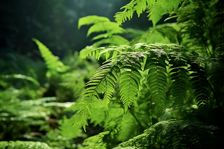 丛林中的蕨叶背景图片
