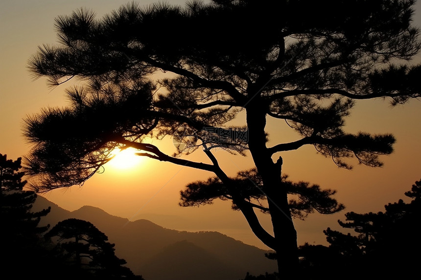 远山日出松林图片