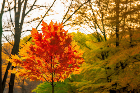 红叶树木秋日公园里的红叶背景
