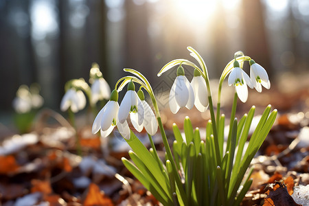 阳光下的白色野花背景图片