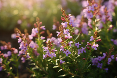 开着紫花的灌木丛背景图片