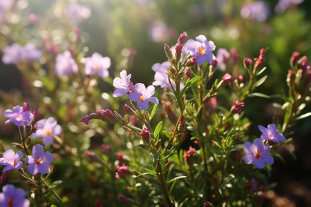 阳光下紫色花朵背景图片