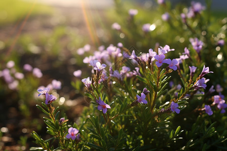 阳光下的紫色花田背景图片