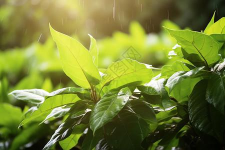 雨中的灌木丛背景图片