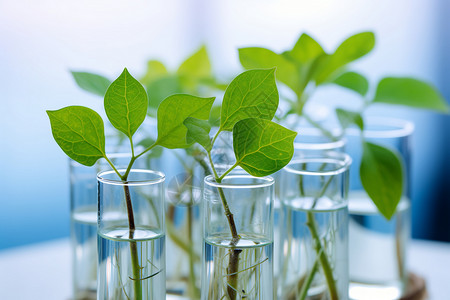 实验室玻璃瓶里的植物高清图片