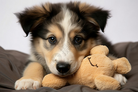 一只小狗抱着玩具高清图片