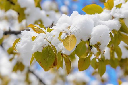 枝叶上的积雪背景图片