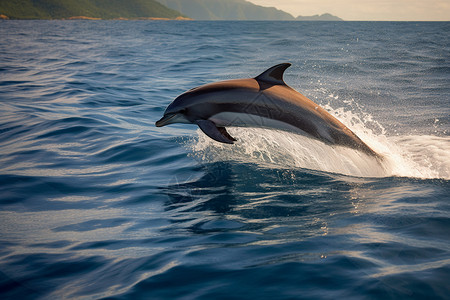 大海豚小海豚飞跃大海中的海豚背景