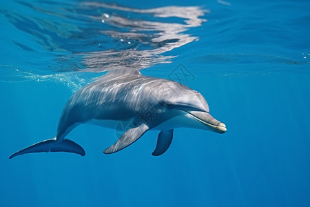 海是海豚呼吸清澈海水中可爱的海豚背景