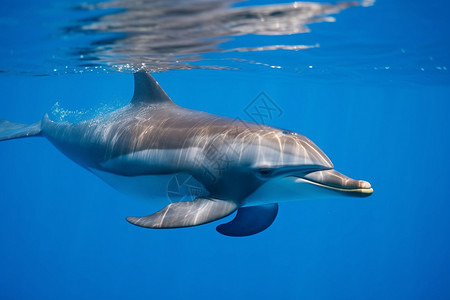 畅游海洋的海豚背景图片