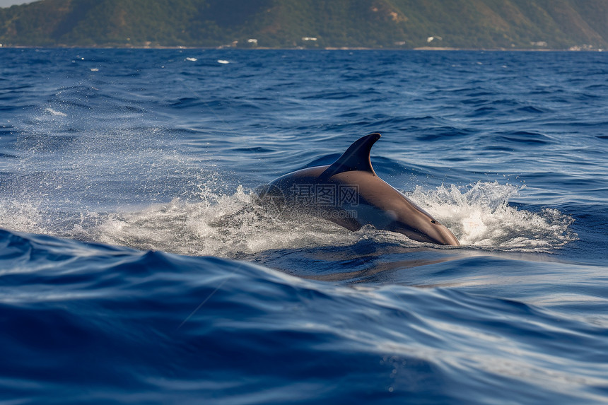 大海中跳跃的海豚图片