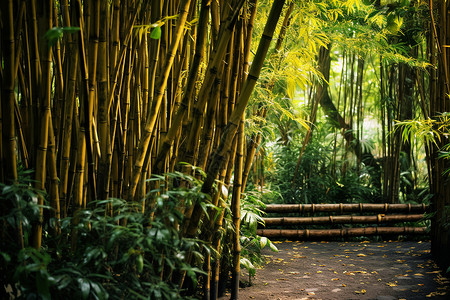 竹林里的小径背景图片