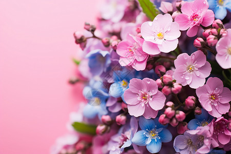 粉色背景下绽放的美丽花朵背景图片