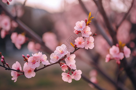 盛开的桃花背景图片