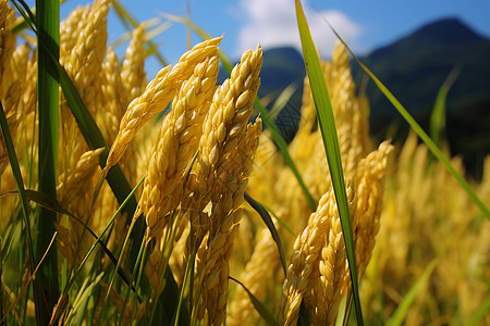农业种植的金色稻田背景图片