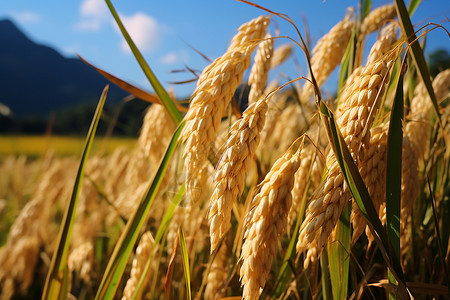 丰收的金色稻田背景图片
