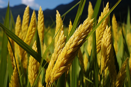 秋季金黄色的稻田背景图片