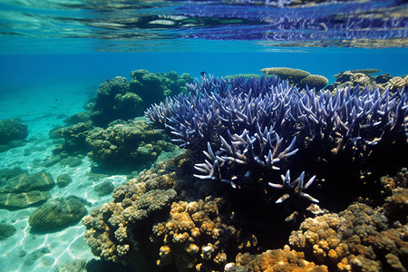海洋底部的珊瑚礁背景图片