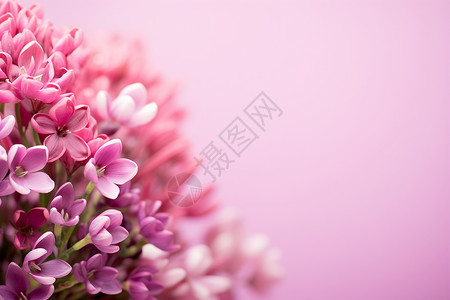 盛开的山月桂花朵背景图片
