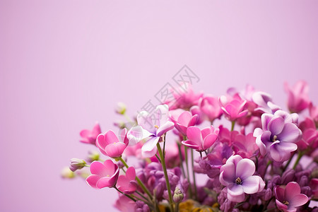 绽放的粉色山月桂花朵背景图片