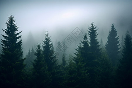 神秘的山中树林景观背景图片