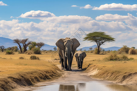 大象母子非洲草原上迁徙的大象背景